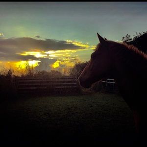 Meet your Posher, Alwin